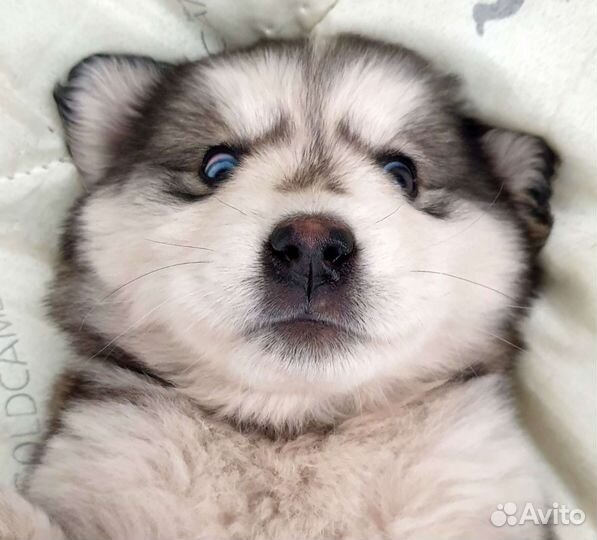 Отдам щенков 2 месяца