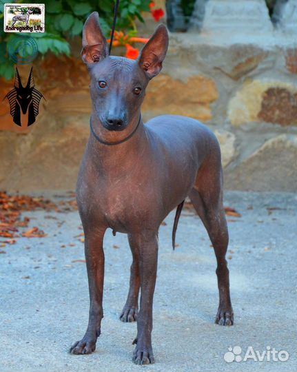 Ксолоитцкуинтли стандарт. Мексиканская голая