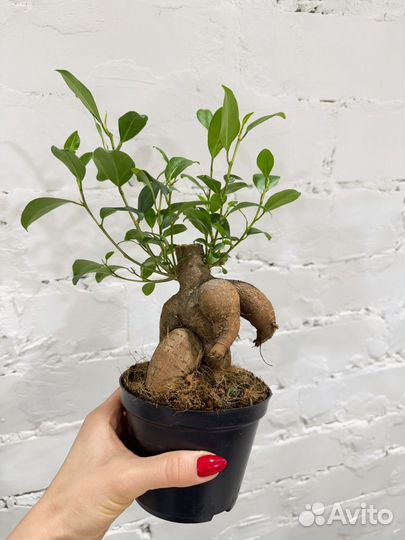 Фикус микрокарпа гинсенг