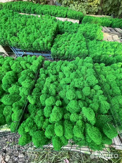 Стабилизированный мох оптом, ягель для панно