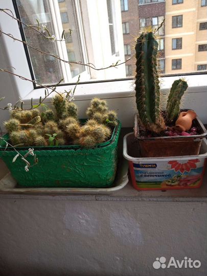 Кактусы и суккуленты