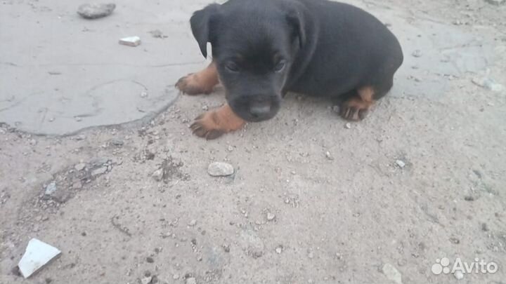 Щенки ягдтерьера