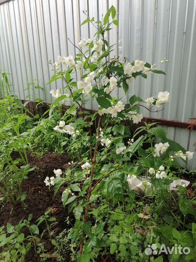 Чубушник Жасмин