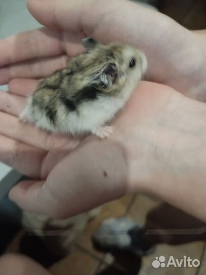 Джунгарский хомяк девочка