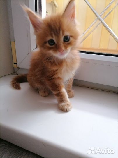 Кошечки мейн-кун