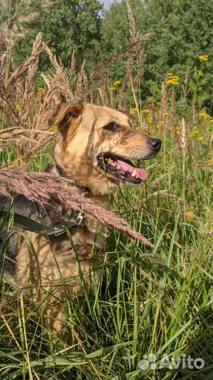 Собаки приглашают на прогулку