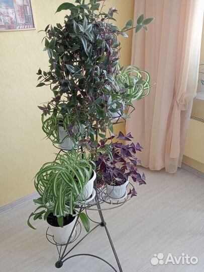 Шефлера