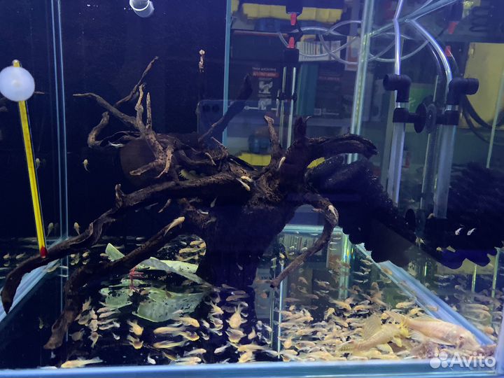 Сомики анциструсы