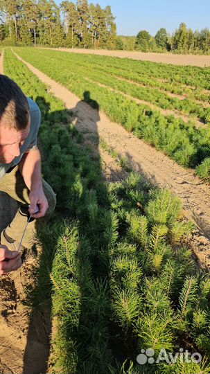 Саженцы ели окс от производителя