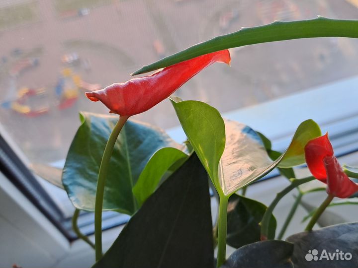 Комнатные цветы: антуриум, алоэ