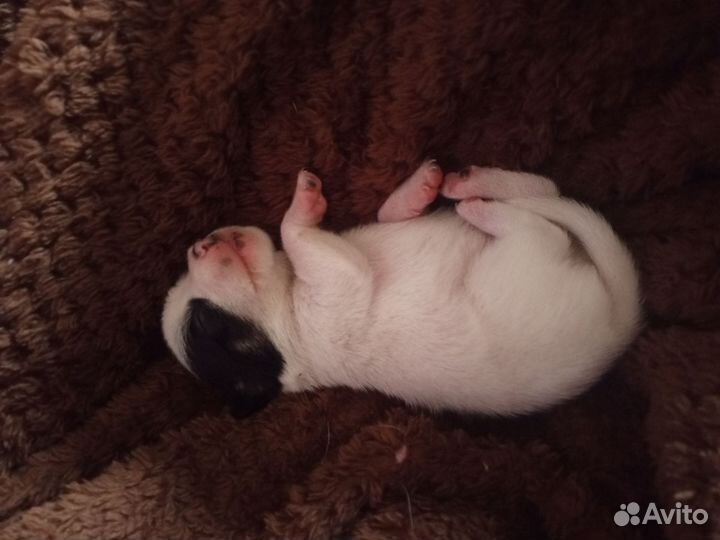 Мальчик чихуахуа