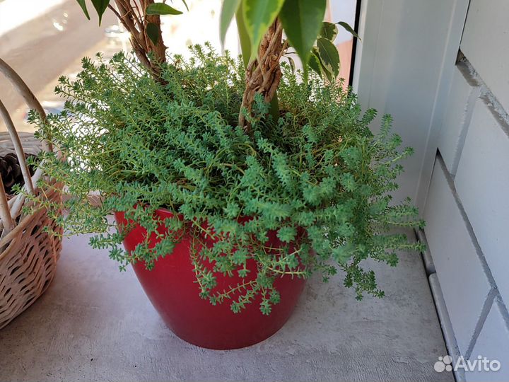 Седум разновидность