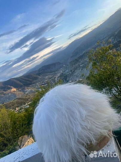 Шапка папаха