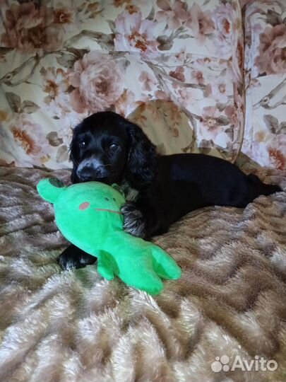 Щенки Спаниеля