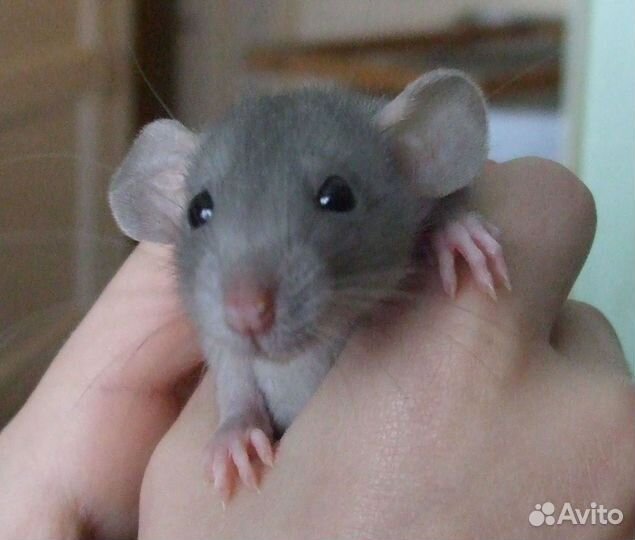 Грызуны в добрые руки