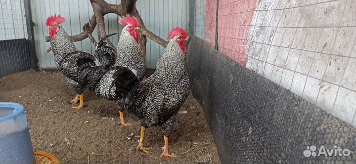 Петухи доминант