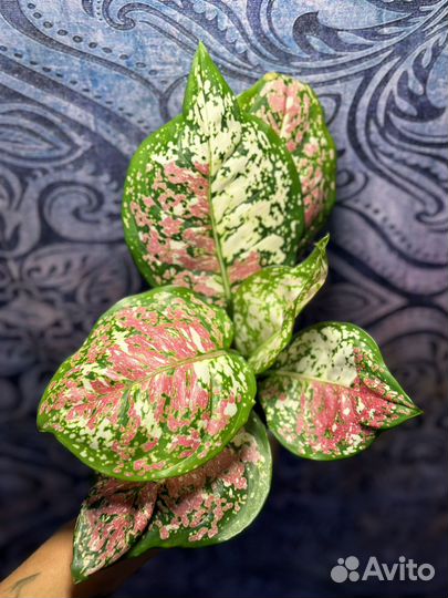 Сортовые Аглаонемы