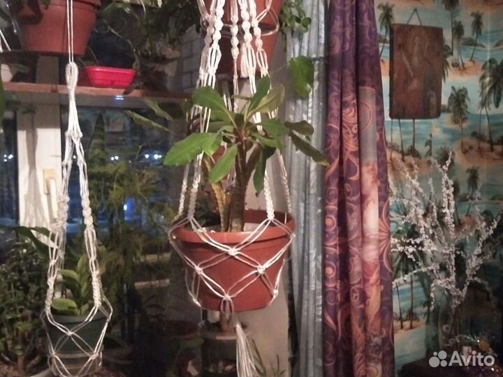 Макраме кашпо, цветы горшечные