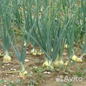 Семена лука Эксибишен