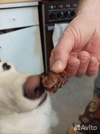 Сушеное говяжье легкое. Лакомства