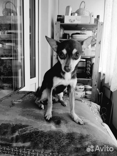 Мини той-терьер