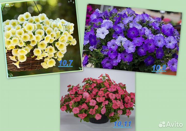 Рассада ампельной петунии