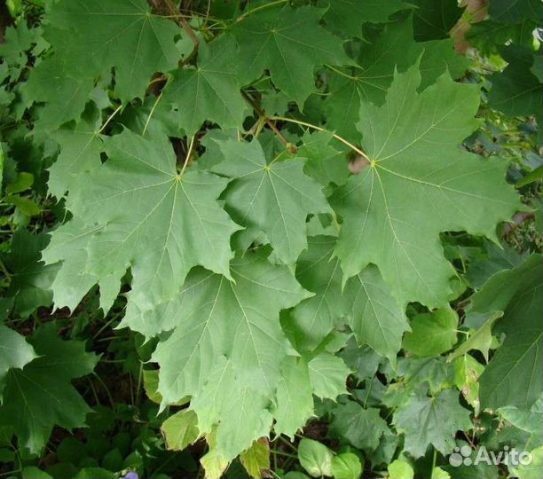 Клен остролистный