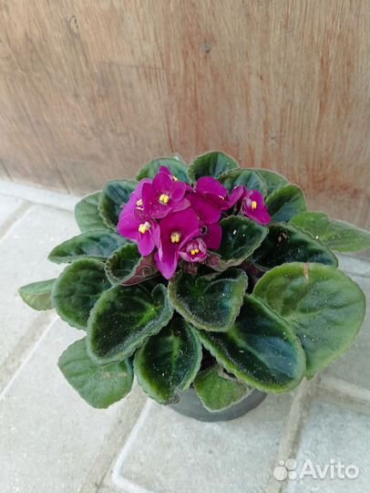 Сенполия (фиалка)