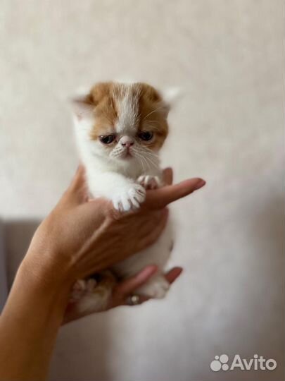Экзотическая кошка