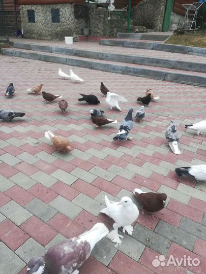 Продажа николаевских голубей