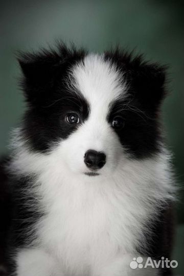 Бордер Колли Щенки