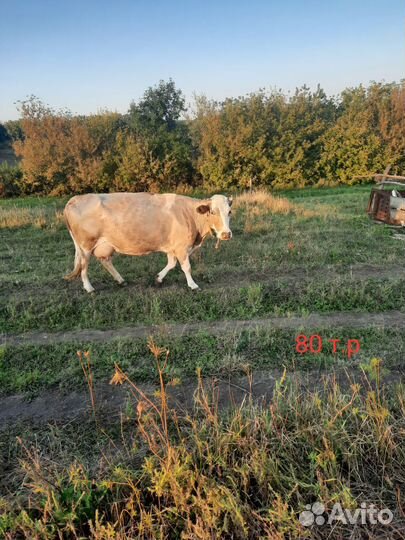 Корова дойная, тёлка