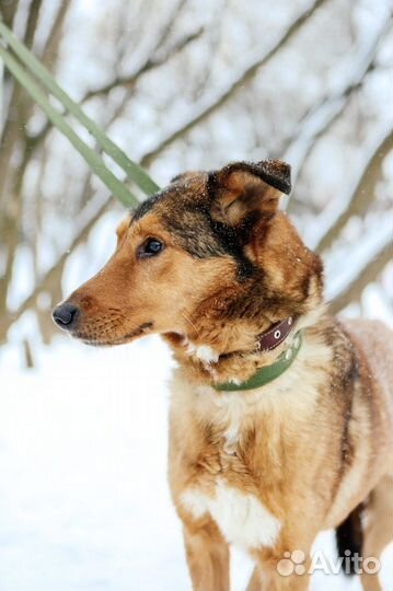 Собака Лобзик в добрые руки
