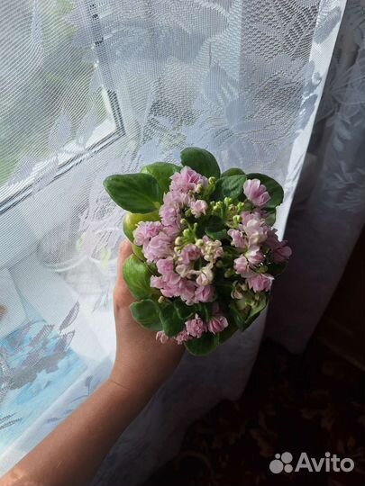 Фиалка-трейлер