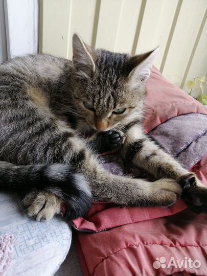 Кошка в дар бесплатно