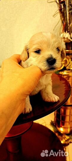 Щенки мальтипу f1