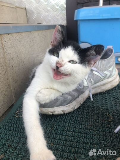 Котенок в дар бесплатно