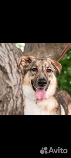 Молодая собака