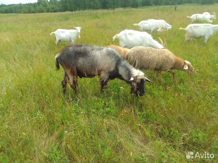 Баранчики и козлики