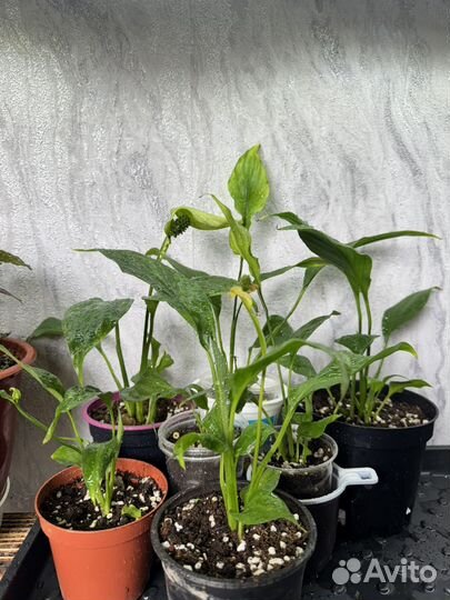 Комнатные растения