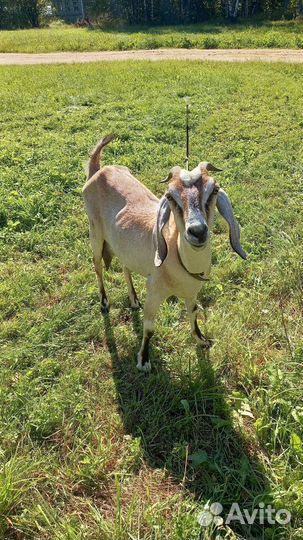 Коза и козёл (пара)