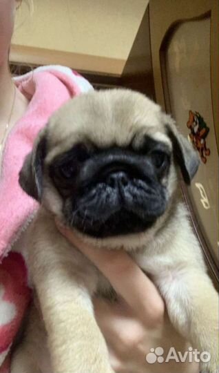 Щенки мопса