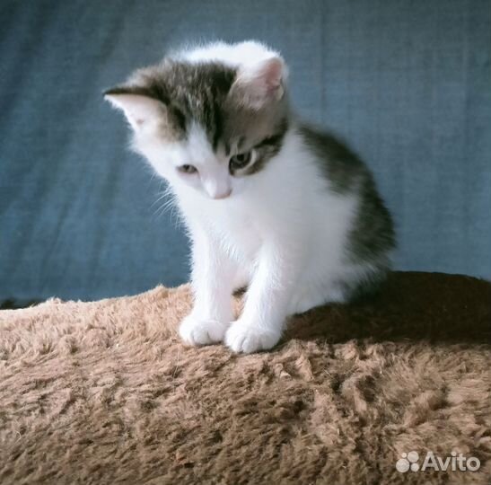 Очень добрый маленький кот