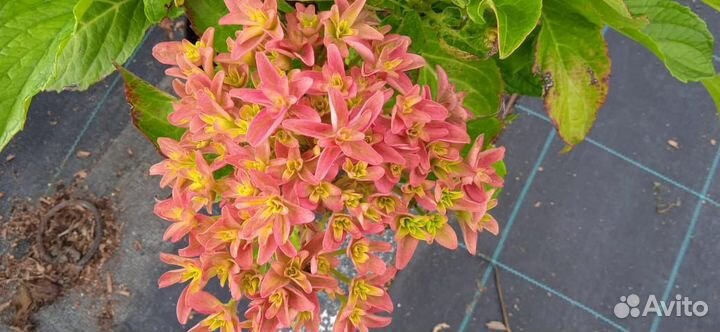 Гортензия принцесса диана