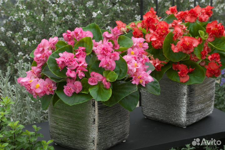 Бегония вечноцветущая Fiona