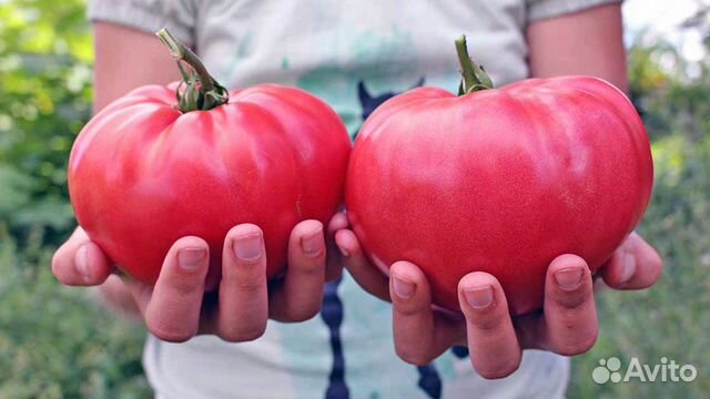 Легендарные Юсуповские помидоры объявление продам