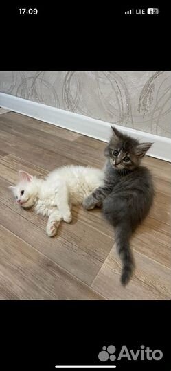 Котята мейн-кун