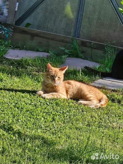 Котята в добрые руки бесплатно