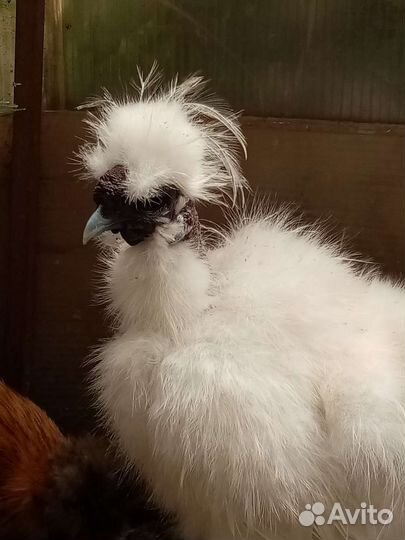 Цыплята Шолковых