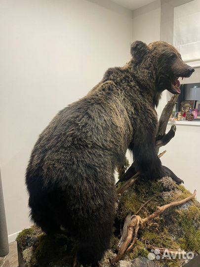 Медведь чучело имитация